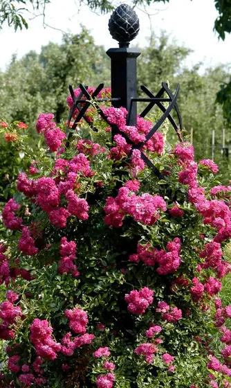 Iron garden obelisk climbed by pink roses